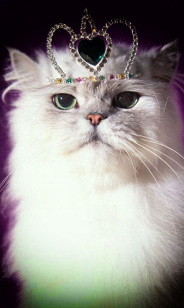  photo crown_cat copy_zpsr3zzjlbl.jpg